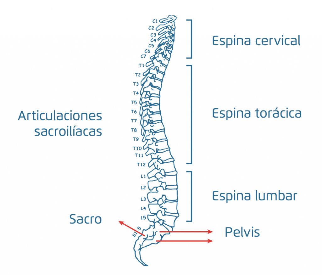 Imagen columna vertebral
